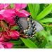 Spicebush Swallowtail troilus pupae 